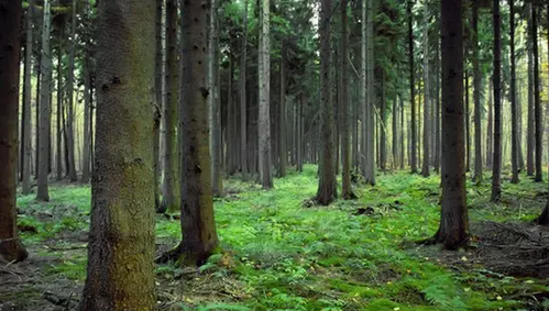 仟億達831999:林業碳匯項目的儲備與開發“意義