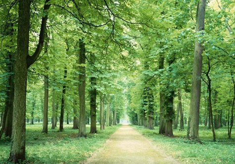 仟億達(831999)林業碳匯,還地球一片綠色 仟億達林業碳匯