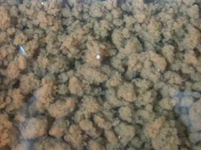 污泥、活性污泥粒狀顆粒 污泥、活性污泥粒狀顆粒