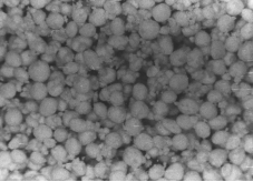 粘土類粒狀顆粒 粘土類粒狀顆粒